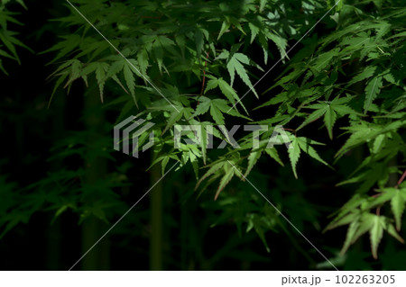 青もみじと竹林・和風 イメージ 青もみじと竹林・和風 イメージ 102263205