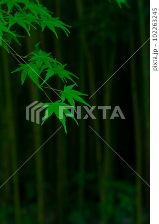 青もみじと竹林・和風 イメージ 青もみじと竹林・和風 イメージ 102263245