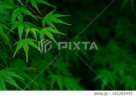 青もみじ・和風 イメージ 102263445