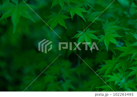 青もみじ・和風 イメージ 102263493