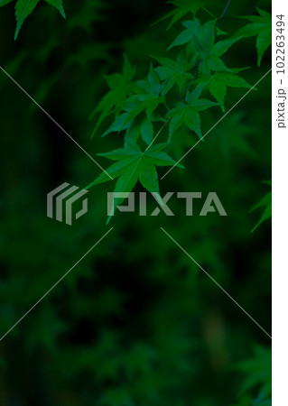 青もみじ・和風 イメージ 青もみじ・和風 イメージ 102263494
