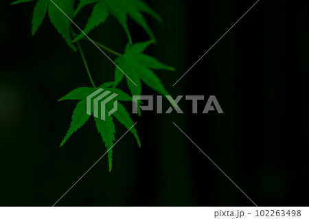 青もみじ・和風 イメージ 青もみじ・和風 イメージ 102263498