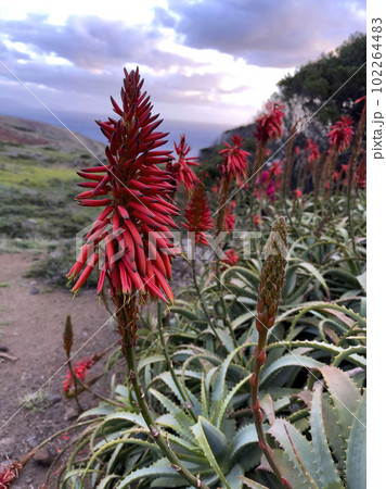 Agave attenuata near Ocean on Madeira Island, 102264483