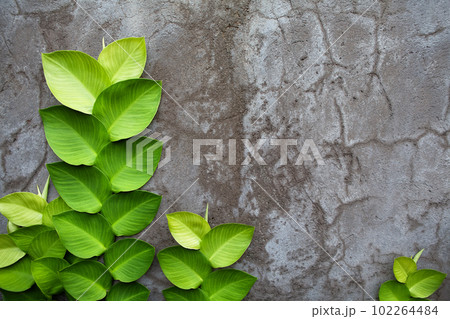 Concrete wall as background with green creepers. 102264484