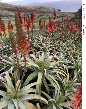 Agave attenuata near Ocean on Madeira Island, Agave attenuata near Ocean on Madeira Island, 102264491