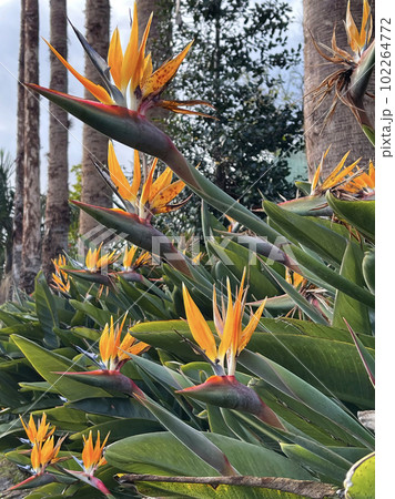 Birds of paradise flowers in the garden Birds of paradise flowers in the garden 102264772