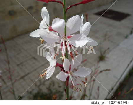 白いガウラの花 白いガウラの花 102264993