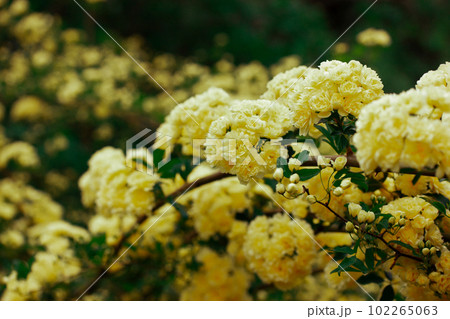 Yellow miniature roses, fresh fragrant buds on a flowering shrub in a botanical spring garden, park in summer. Beautiful floral greeting card. Roses on a twig, branch on green natural background. 102265063