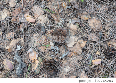 Forest land in early spring with last year's foliage and pine cones. 102265203