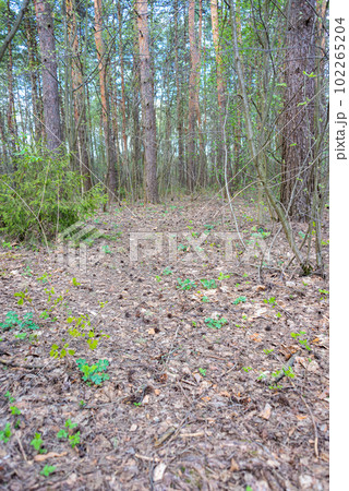 Beautiful scenery of a green forest during a beautiful sunny day with tall pine trees, grass and moss. 102265204