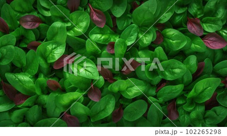 Aromatic Sorrel Herbs Photorealistic Horizontal Background. Healthy Vegetarian Diet. Ai Generated Hyperrealistic Background with Delicious Aromatic Sorrel Herbs. 102265298