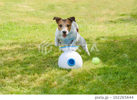 Dog playing with robot ball launcher. Funny dog chasing ball on green grass 102265644