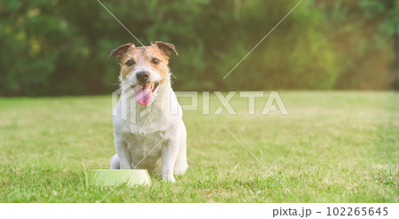 Dog sitting on green grass with empty bowl waiting for feed to eat or water do drink. Panoramic image. 102265645