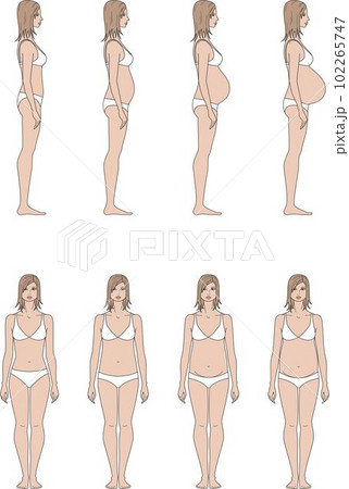 Pregnant female figure template. Front and side. 102265747
