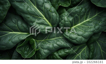 Fresh Organic Collard Greens Vegetable - Stock Illustration [103626014]  - PIXTA