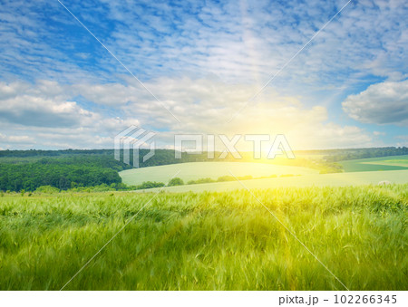 Green wheat field and bright sunrise. Green wheat field and bright sunrise. 102266345