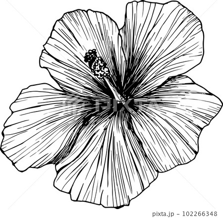 Hibiscus flower vector illustration, or Mallow Chenese Rose. Clipart in graphics, tropical Karkade flower . Exotic plant for packaging design, postcards, tattoos, isolated picture without background. Hibiscus flower vector illustration, or Mallow Chenese Rose. Clipart in graphics, tropical Karkade flower . Exotic plant for packaging design, postcards, tattoos, isolated picture without background. 102266348