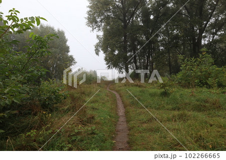 Foggy autumn forest, path in the woodland  102266665