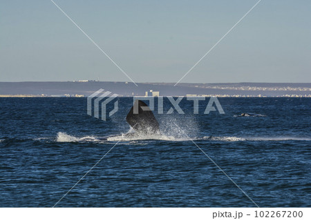 Southern right whale,jumping behavior,  102267200