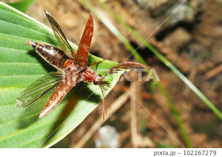 ヒゲコメツキ（オス・飛翔直前） 102267279