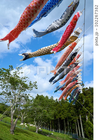 鯉のぼりが泳ぐ牧場　千葉県酪農のさと　南房総市 102267382