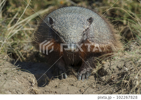 Hairy Armadillo, in desert environment, Hairy Armadillo, in desert environment, 102267828
