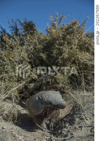 Hairy Armadillo, in grassland environment,  102267980