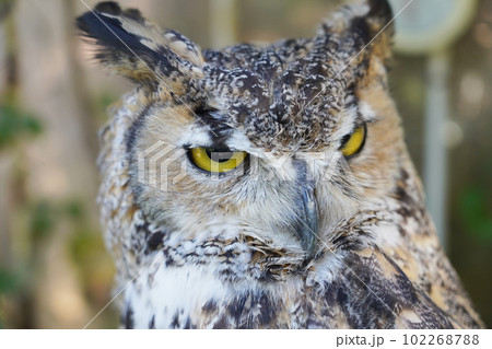 アメリカワシミミズク 102268788