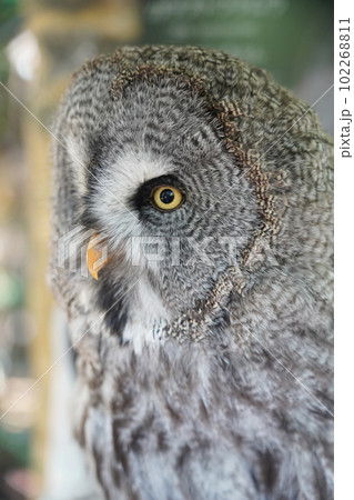 カラフトフクロウ カラフトフクロウ 102268811