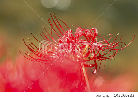 秋の花 野辺に群生する赤い彼岸花 秋の花 野辺に群生する赤い彼岸花 102269333