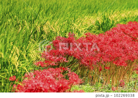 秋の野辺に咲く赤い彼岸花 102269338