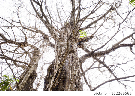 東京の王子神社のイチョウ 東京の王子神社のイチョウ 102269569