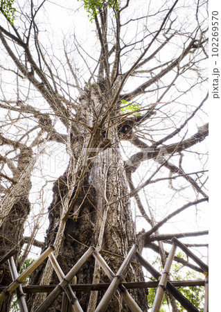 東京の王子神社のイチョウ 102269570