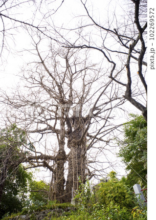 東京の王子神社のイチョウ 東京の王子神社のイチョウ 102269572