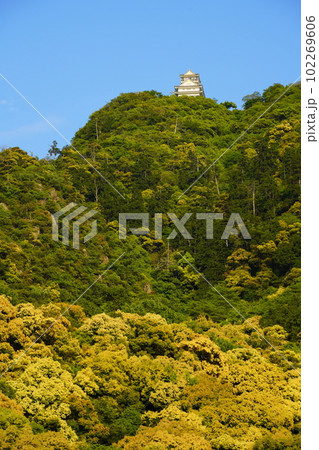 ツブラジイの咲く金華山と岐阜城 102269606