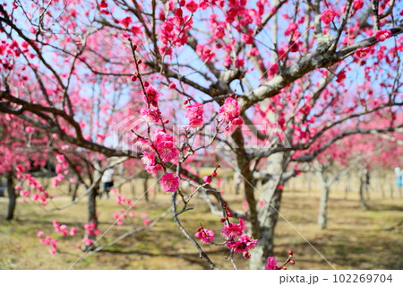 紅梅の花 102269704