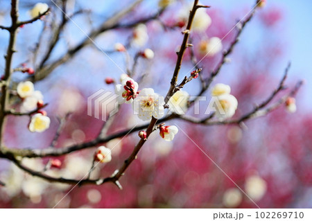 白梅の花 背景 紅梅 白梅の花 背景 紅梅 102269710