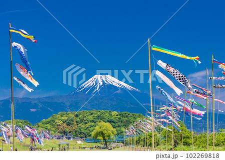 富士山を背に、青空を泳ぐ鯉のぼり 102269818