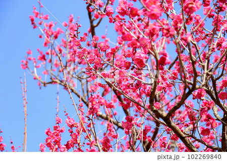 ピンクの梅の花 ピンクの梅の花 102269840