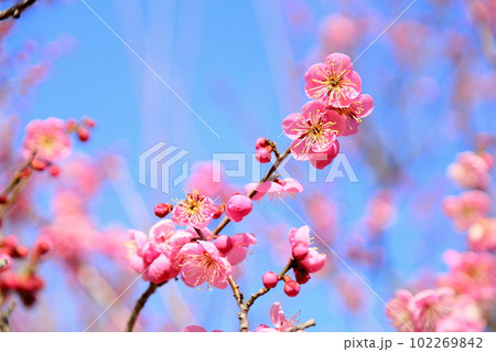 ピンクの梅の花 102269842