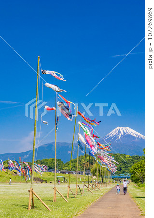 富士山を背に青空を泳ぐ鯉のぼり 102269869