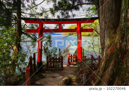九頭龍神社鳥居と大杉 九頭龍神社鳥居と大杉 102270046