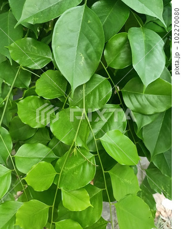 Close up of burmese rosewood plant Close up of burmese rosewood plant 102270080