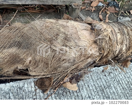 Dead coconut tree trunk on the ground  102270083