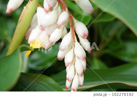 ゲットウの花 ゲットウの花 102270192