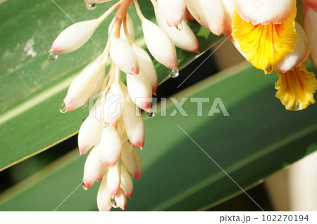 朝露が蕾をしたたる 朝露が蕾をしたたる 102270194