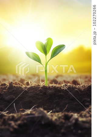 新芽 若木 朝日 希望 エコロジー 農業 新芽 若木 朝日 希望 エコロジー 農業 102270266