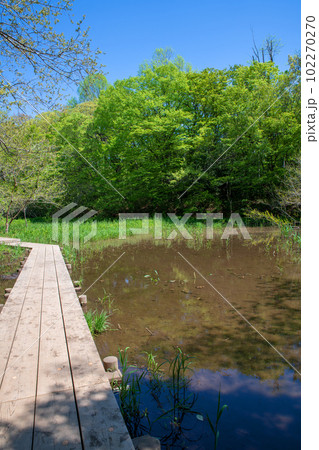 新緑の風景　自然観察　遊歩道　北本自然公園　埼玉県北本市 102270270