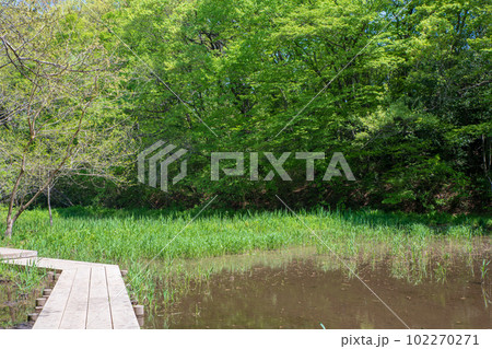 新緑の風景 自然観察 遊歩道 北本自然公園 埼玉県北本市 新緑の風景 自然観察 遊歩道 北本自然公園 埼玉県北本市 102270271