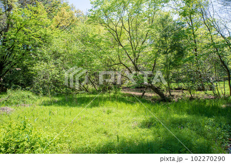 新緑の風景 自然観察 北本自然公園 埼玉県北本市 新緑の風景 自然観察 北本自然公園 埼玉県北本市 102270290